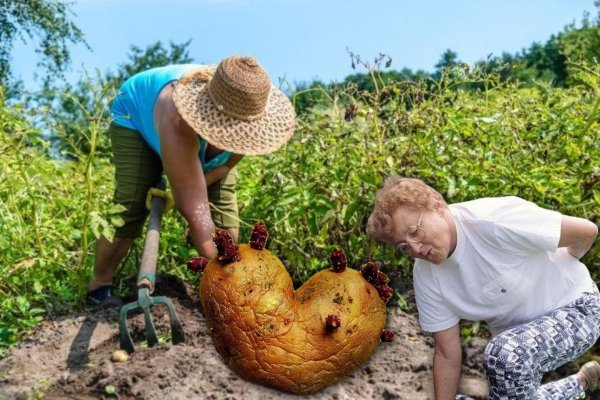 Лечение Совхоза: Растирка на проросшей картошке лечит артрит