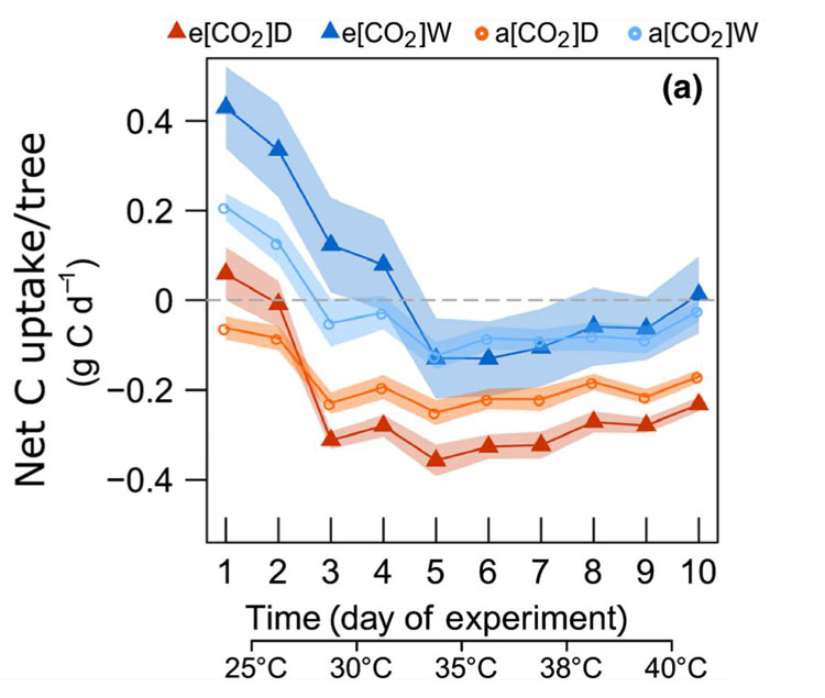 Повышение уровня CO2 в атмосфере не компенсирует деревьям негативного влияния жары и засухи