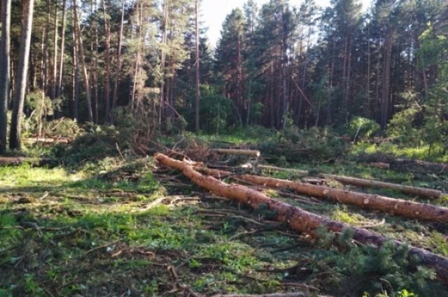 В заказнике Суземского района прошли санитарные рубки с нарушениями