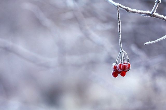 Брянцам прогнозируют снежное Рождество