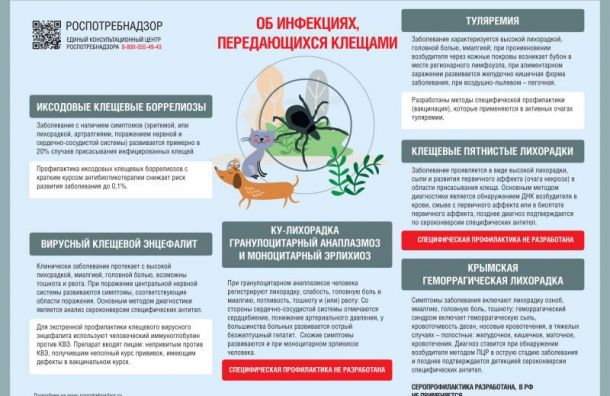 Стало известно, какие заболевания передаются от клещей к человеку