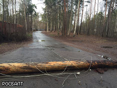 Петербуржцы рассказывают о первых жертвах урагана