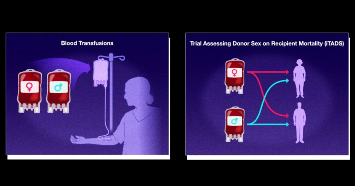 Пол донора крови не повлиял на риск смерти реципиентов