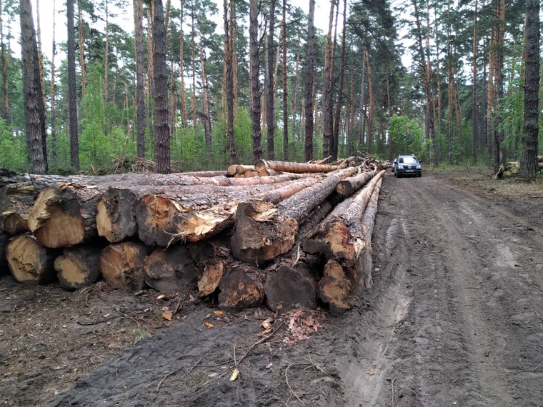 В курганском городе массово рубят лес. Свидетелям угрожают, чтобы молчали. ФОТО