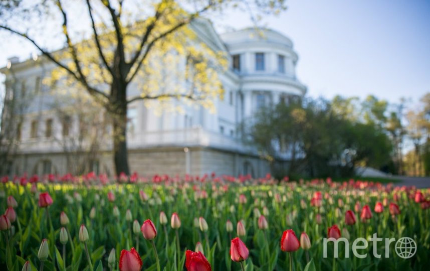 В Петербурге фестиваль тюльпанов пройдёт онлайн