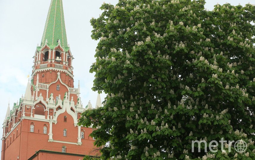 Как цветут каштаны в Москве: фото