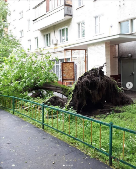 Москвичи поделились фотографиями поваленных деревьев