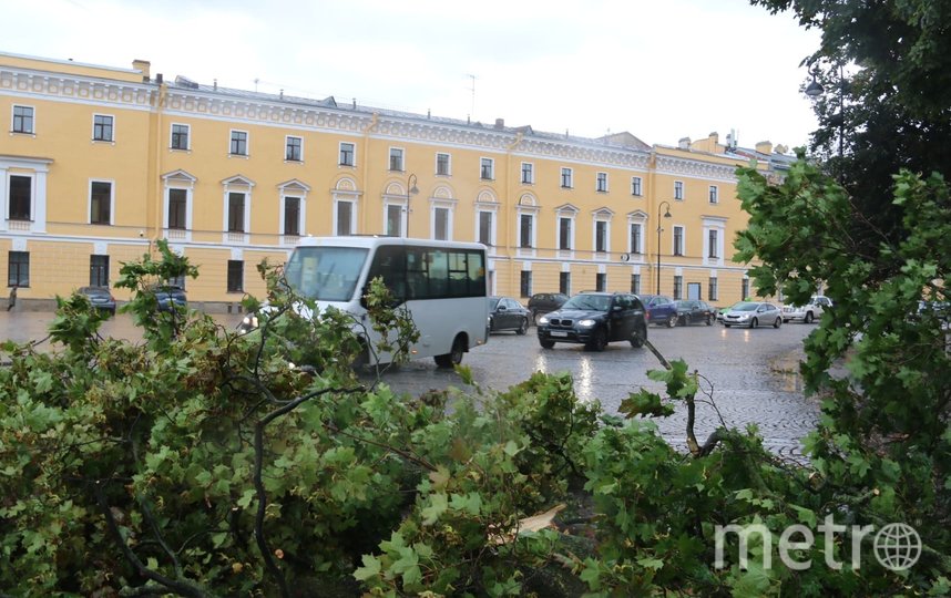 Пока бушевал шторм: ветер повалил старый клен в Михайловском сквере Петербурга