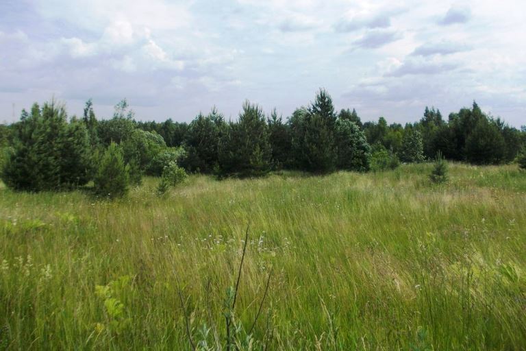 В Тверской области крупного землевладельца оштрафовали за зарастание сельхозугодий