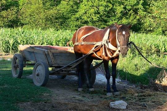 Девочке с ДЦП пришлось добираться до школы на лошадях