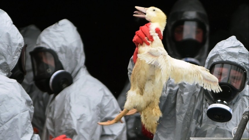 Вспышка птичьего гриппа H5N1 зафиксирована в Китае